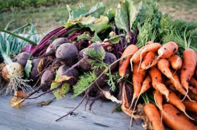 Нехитрый способ, как сохранить свеклу и морковь до следующего урожая, будто овощи только с грядки - lifehelper.one