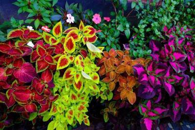 Комнатные растения с цветной листвой – 15 ярких вариантов - sadogorod.club - Копенгаген - Гвинея