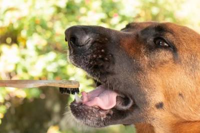Кокосовое масло для вашей собаки: 5 вариантов пользы - mur.tv