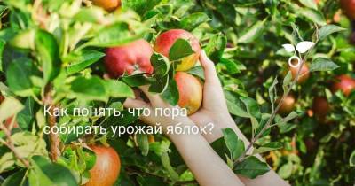 Как понять, что пора собирать урожай яблок? - sadogorod.club