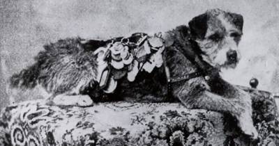 Почтовый пёс Оуни, который преодолел более 200 000 км, стал символом верности и человеческого предательства - mur.tv