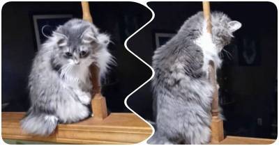 Кошка нашла забавный способ почесаться - mur.tv - Сша - штат Миссури