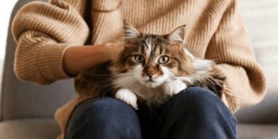 Удивительно: кошка сидит на коленках и вдруг начинает кусаться. Что происходит? - mur.tv