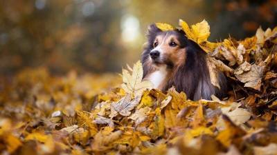 Осенние листья могут быть опасны для собак - mur.tv