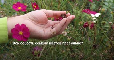 Как собрать семена цветов правильно? - sadogorod.club