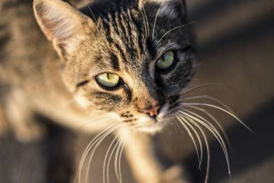 Почему у кошек выпадают усы? - mur.tv