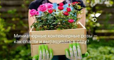 Миниатюрные контейнерные розы — как спасти и выращивать в саду? - sadogorod.club