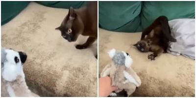 “Что ты такое?”: коту не понравилась новая игрушка - mur.tv