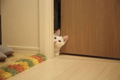 Почему моя кошка мяукает возле дверей? - mur.tv