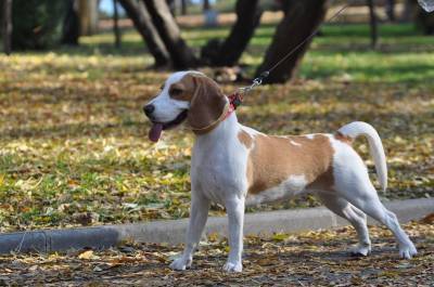 Здравствуй, осень: вносим сентябрьские коррективы в прогулки с собакой - mur.tv