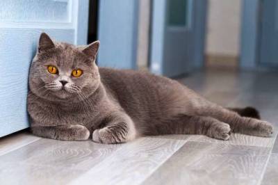 10 кошачьих поступков и привычек, которым зря потакают многие хозяева - lublusebya.ru