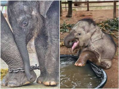 Маленького слоненка спасли из тайского лагеря, и подарили новую жизнь - mur.tv - Таиланд
