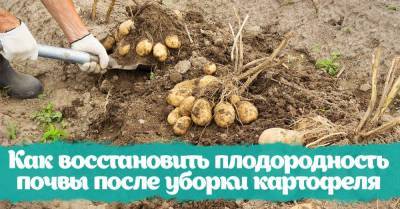 Сосед выкопал картофель первым, позвал на участок и похвастался способом сделать почву плодородной - lifehelper.one