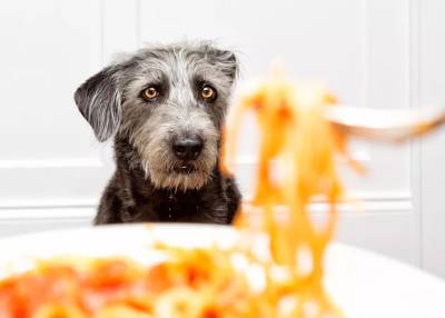 Можно ли кормить собаку пастой? - mur.tv