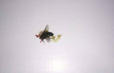 Что у насекомых вместо крови, и что за жёлтая каша вытекает из прихлопнутой мухи? - chert-poberi.ru