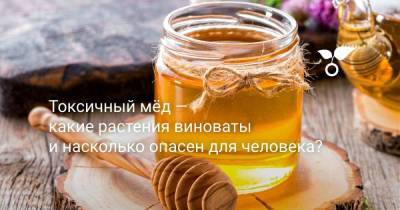 Токсичный мёд — какие растения виноваты и насколько он опасен для человека? - sadogorod.club - Россия - Сша
