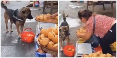 Пёс научился самостоятельно ходить за продуктами - mur.tv - Япония