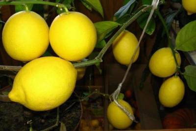 Ухаживаем за лимоном в домашних условиях - sadogorod.club