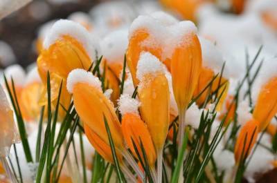 10 сортов крокусов, которые первыми принесут весну в ваш сад - sadogorod.club