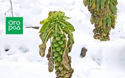 Не спешите убирать – 7 овощей, которым осенние холода на пользу - sadogorod.club