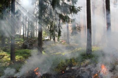 Как дым от лесных пожаров влияет на домашних и других животных? - mur.tv - Исландия - республика Саха