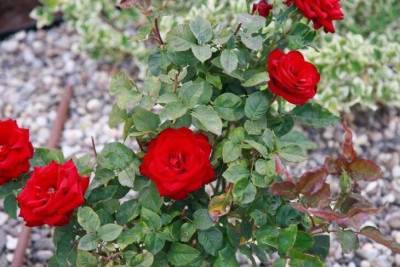 Как правильно обрезать розы осенью, чтобы цветы перезимовали и пышно зацвели летом - sadogorod.club