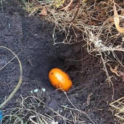 ​Как посеять помидоры под зиму - lifehelper.one