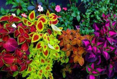 Комнатные растения с цветной листвой - sadogorod.club - Гвинея