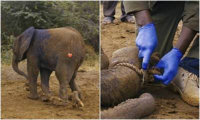 В Кении слоненок попал в ловушку браконьеров, не в силах выбраться - porosenka.net - Кения