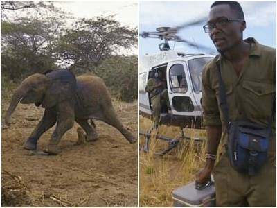 Попавший в ловушку слоненок бился, пытаясь выбраться - mur.tv - Кения