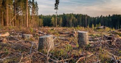 «Деревенский» способ, как защитить деревья от «черных» лесорубов - lifehelper.one