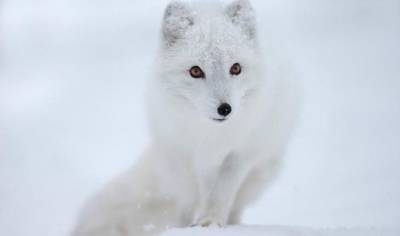 Топ 10 наиболее красивых животных в мире - fokus-vnimaniya.com