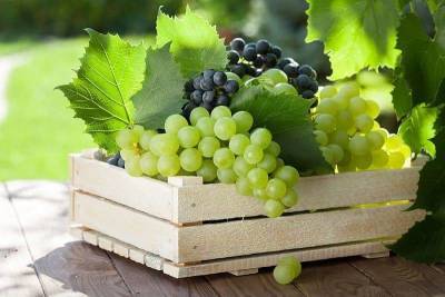 Как сохранить виноград на зиму свежим в домашних условиях? - lifehelper.one