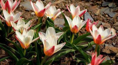 Разнообразие ботанических тюльпанов: выбираем для посадки в саду - sadogorod.club