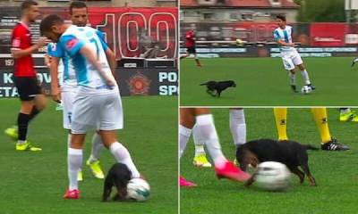 Собака сорвала футбольный матч премьер-лиги в Боснии - porosenka.net