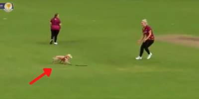 Пес не выдержал накала и выбежал на поле во время матча по женскому крикету - mur.tv - Россия - Англия - Ирландия