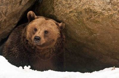 Зачем медведи впадают в спячку зимой - mur.tv