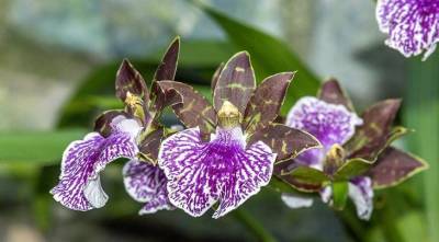 Зигопеталум - фиолетовая орхидея для комнатного цветоводства: все особенности выращивания - sadogorod.club