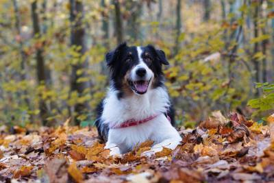 Осень, кругом осень: сезонные опасности для вашей собаки - mur.tv