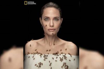 Анджелина Джоли - В честь Всемирного Дня пчел Анджелина Джоли в опасной фотосессии с 60 000 пчел - chert-poberi.ru