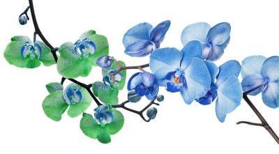 Ярко-синии и неестественно зеленые орхидеи: как окрашивают цветы - sadogorod.club