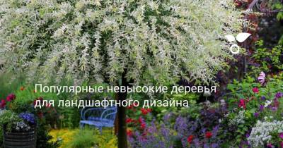 Популярные невысокие деревья для ландшафтного дизайна - sadogorod.club