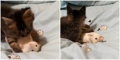 Ветеринар заснял необычную дружбу кошки с крысой - mur.tv