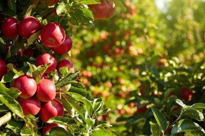 10 сортов яблонь, которые почти ничем не болеют - sadogorod.club