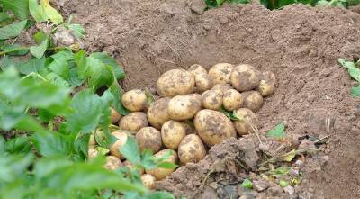 Семенной картофель: как правильно отобрать и сохранить клубни картошки для весенней посадки - sadogorod.club