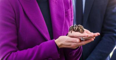 Кейт Миддлтон - принц Уильям - Кейт Миддлтон в костюме цвета сливы нежно держит на руках огромного тарантула - wmj.ru - Ирландия