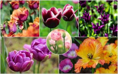 15 очаровательных сортов тюльпанов, которые стоит посадить этой осенью - sadogorod.club