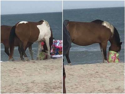 Банда лошадей ворует вещи посетителей пляжа - mur.tv - Сша