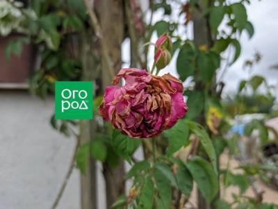 Самоочищающиеся сорта роз: фото и особенности выращивания - sadogorod.club
