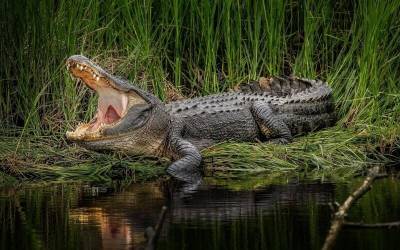 Как крокодилы чистят зубы - mur.tv